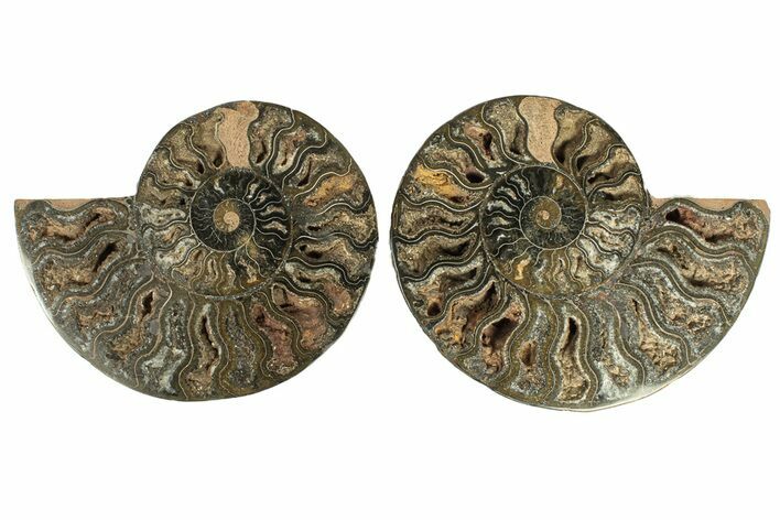 Cut & Polished Ammonite Fossil - Unusual Black Color #267933